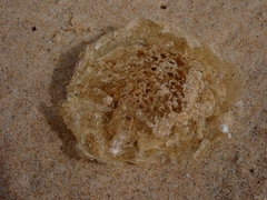 Ranella australasia