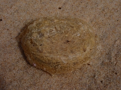 Ranella australasia