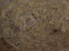 Ranella australasia
