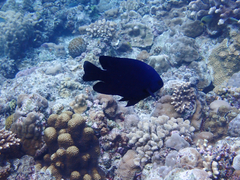 Neoglyphidodon melas