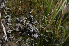 Allocasuarina muelleriana