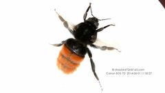 Bombus pyrosoma