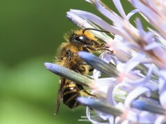 Megachile