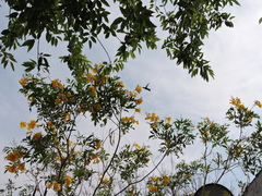 Cynanthus latirostris