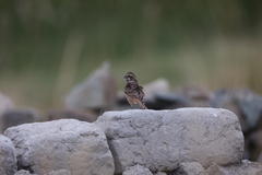 Emberiza cioides