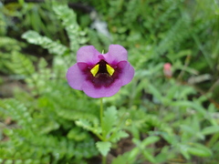 Diascia collina