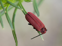 Lopheros rubens