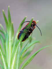 Lopheros rubens
