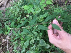 Spermacoce ocymifolia