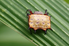 Isoxya tabulata