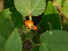 Dysdercus cingulatus