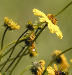 Helianthus californicus