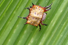 Isoxya tabulata