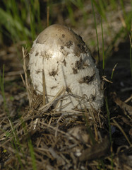 Coprinus comatus