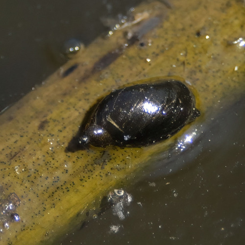 American Ribbed Fluke Snail, Madrona Marsh Preserve, Torrance, CA 90503, USA, photo 6 of 10