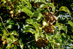 Actinidia rufa
