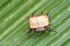 Isoxya tabulata
