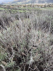 Rhopalomyia floccosa