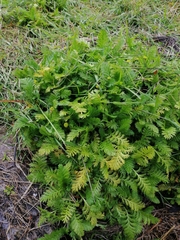 Leptinella plumosa