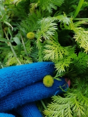 Leptinella plumosa