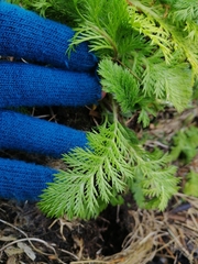 Leptinella plumosa