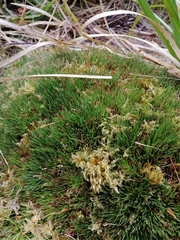 Oreobolus pectinatus