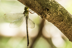 Gynacantha usambarica