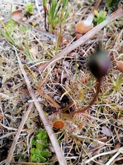 Drosera stenopetala