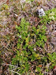 Coprosma perpusilla