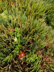 Coprosma perpusilla