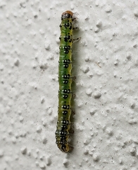 Uresiphita