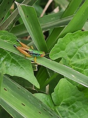 Caryanda spuria