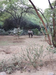 Boselaphus tragocamelus