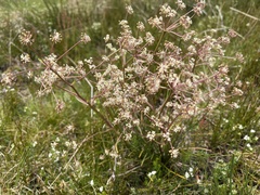 Aciphylla simplicifolia