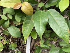 Ficus sarmentosa nipponica