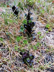 Gentianella antarctica