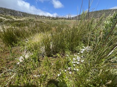 Rhytidosporum alpinum
