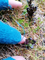 Gentianella antarctica