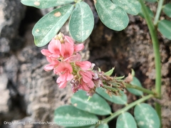 Indigofera hendecaphylla