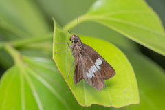 Notocrypta paralysos