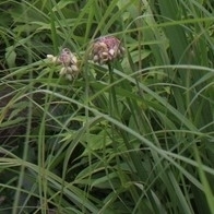 Tradescantia ohiensis