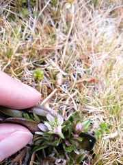 Gentianella antarctica