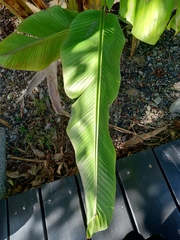 Musa textilis