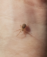 Phonognatha
