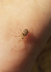Phonognatha