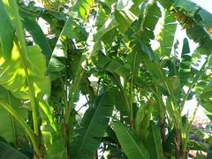 Musa textilis