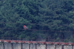 Pyrocephalus rubinus