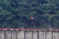 Pyrocephalus rubinus