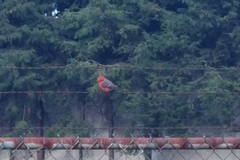 Pyrocephalus rubinus