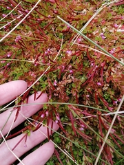 Epilobium confertifolium